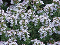 Thymus vulgaris